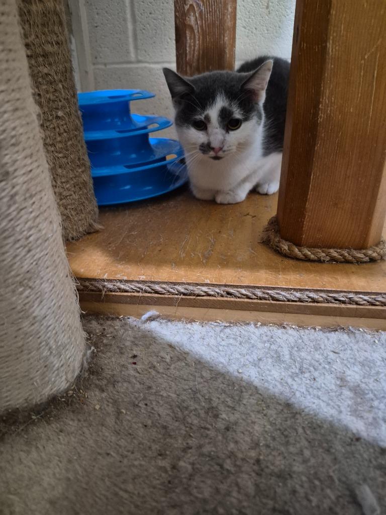 SPICY CHILI, Adoptable, Young Female Domestic Short Hair.