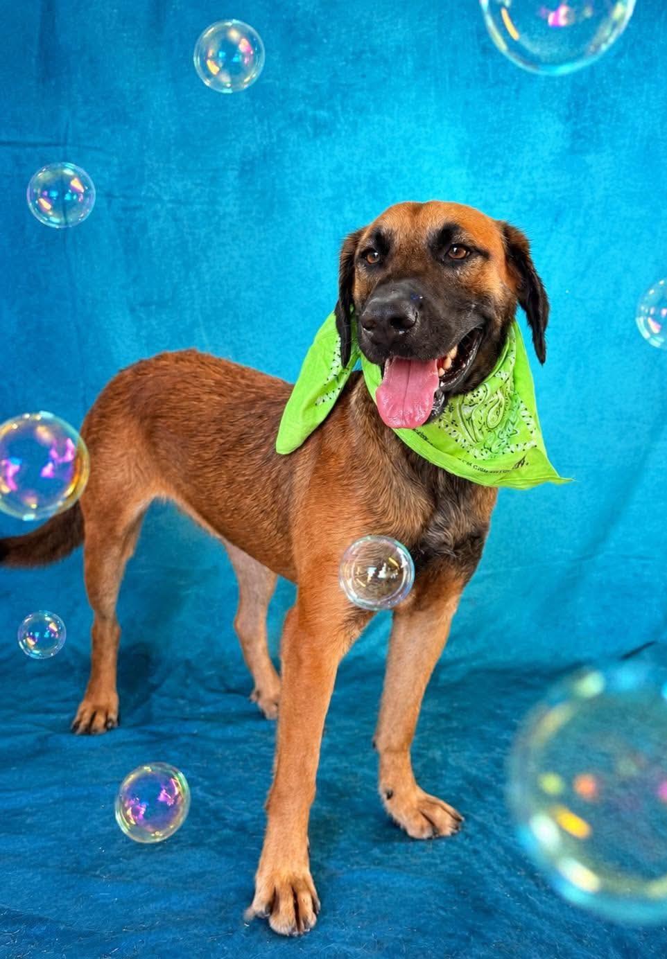 Enlarge Canelo, a Adoptable mixed breed in Fabius, NY image 5/6