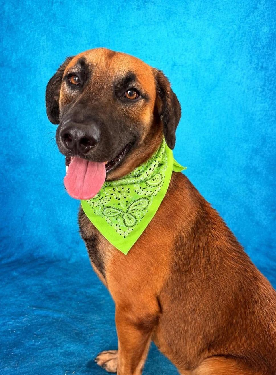 Canelo, Adoptable, Young Male Black Mouth Cur & Belgian Shepherd / Malinois.