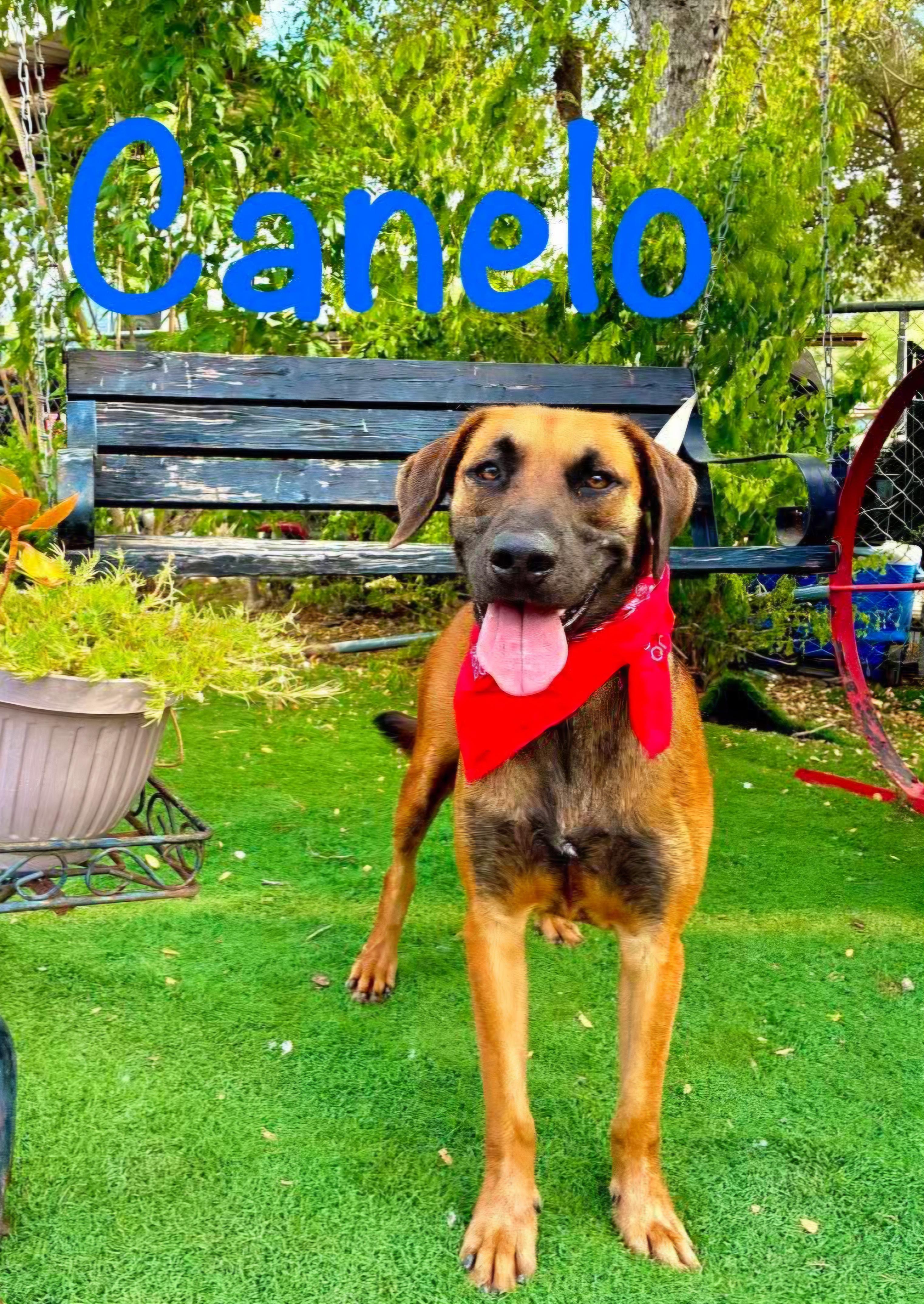 Enlarge Canelo, a Adoptable mixed breed in Fabius, NY image 2/6