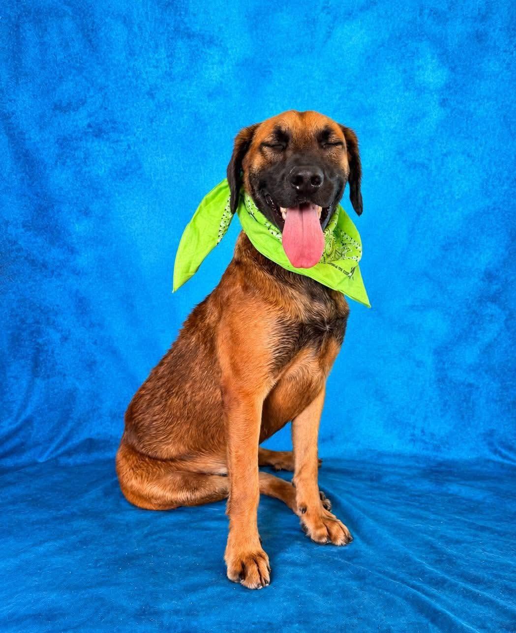 Enlarge Canelo, a Adoptable mixed breed in Fabius, NY image 4/6