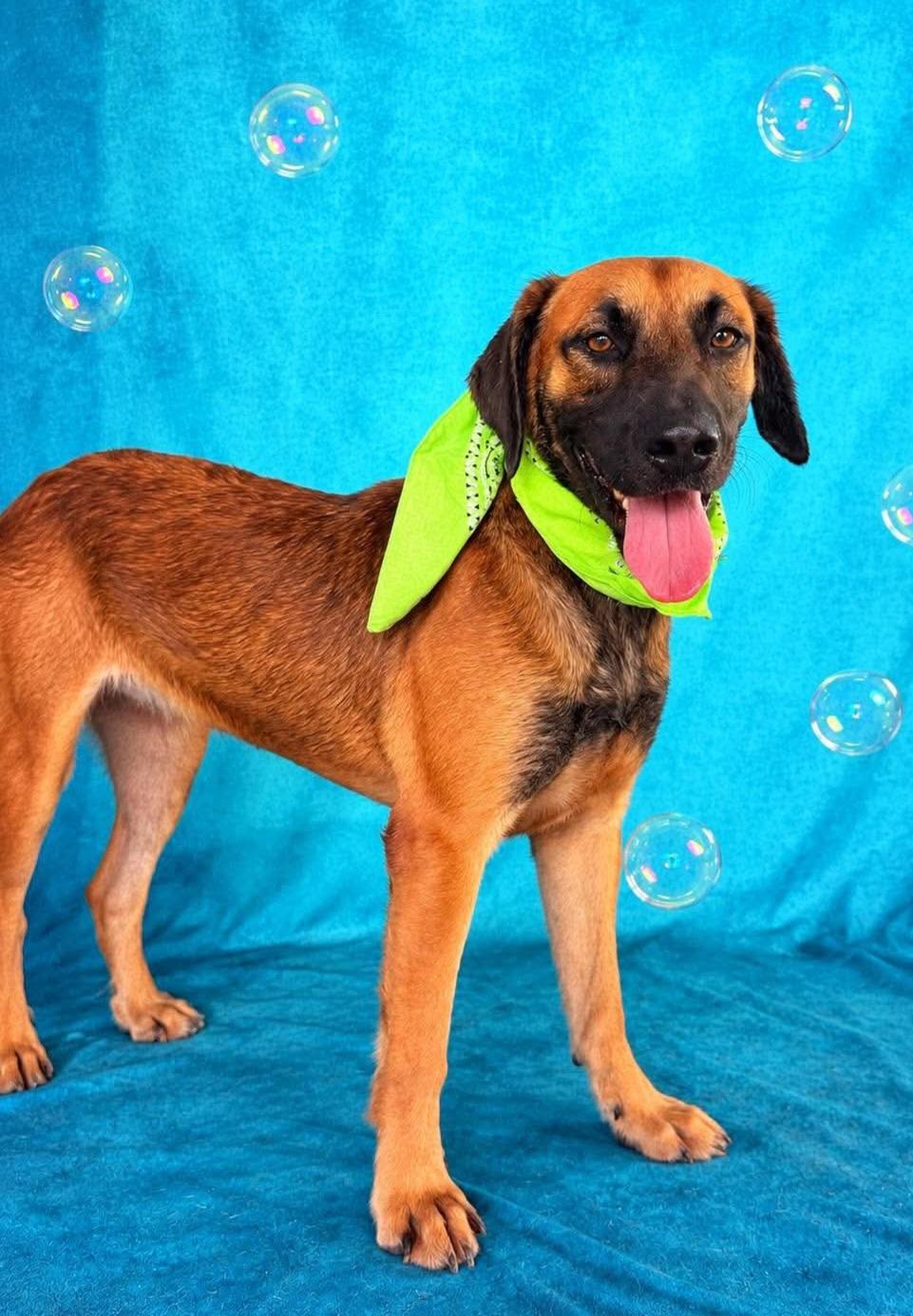 Enlarge Canelo, a Adoptable mixed breed in Fabius, NY image 3/6