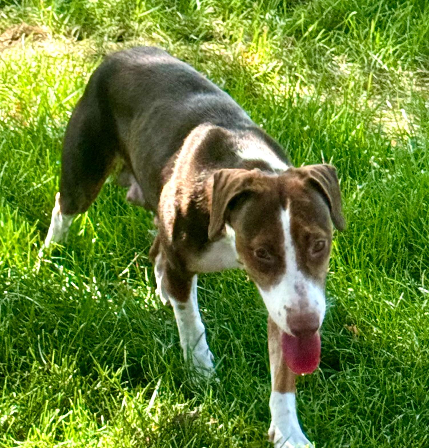 Enlarge Helen, a ADOPTABLE mixed breed in Blue Springs, MO image 2/4