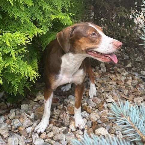 Enlarge Helen, a ADOPTABLE mixed breed in Blue Springs, MO image 1/4