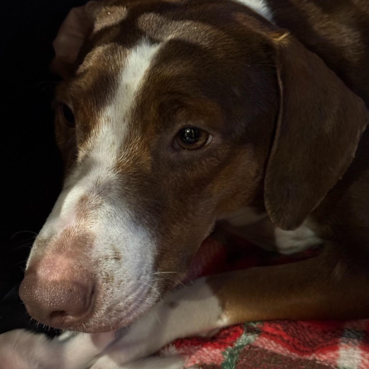 Enlarge Helen, a ADOPTABLE mixed breed in Blue Springs, MO image 4/4