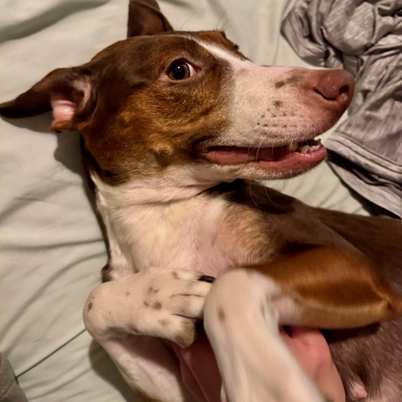 Enlarge Helen, a ADOPTABLE mixed breed in Blue Springs, MO image 3/4