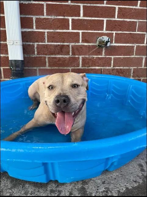 Enlarge JADA, a Adoptable Pit Bull Terrier in Wilmington, NC image 1/1