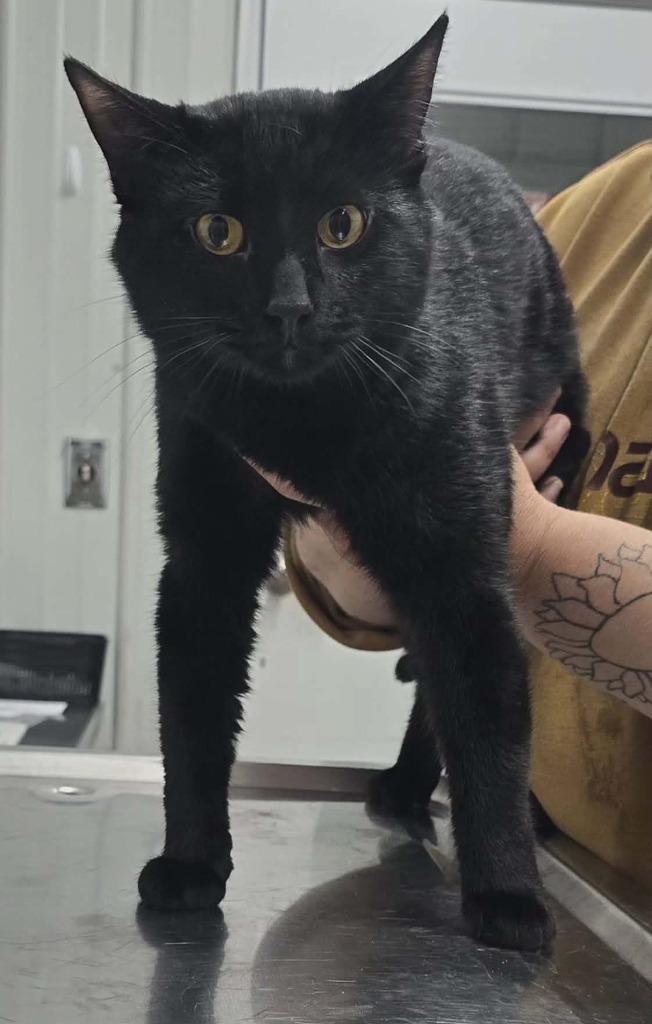 Mr. B, Adoptable, Young Male Domestic Short Hair.