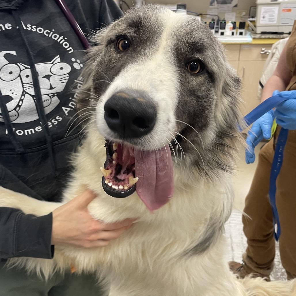 Knox, Adoptable, Young Male Great Pyrenees & Australian Shepherd.