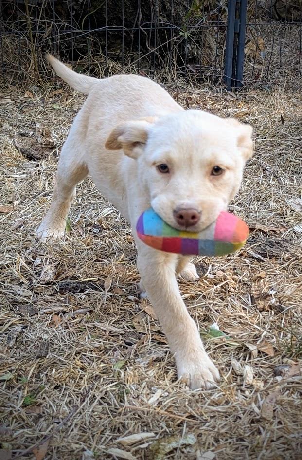 BUTTERCUP — thumbnail 3