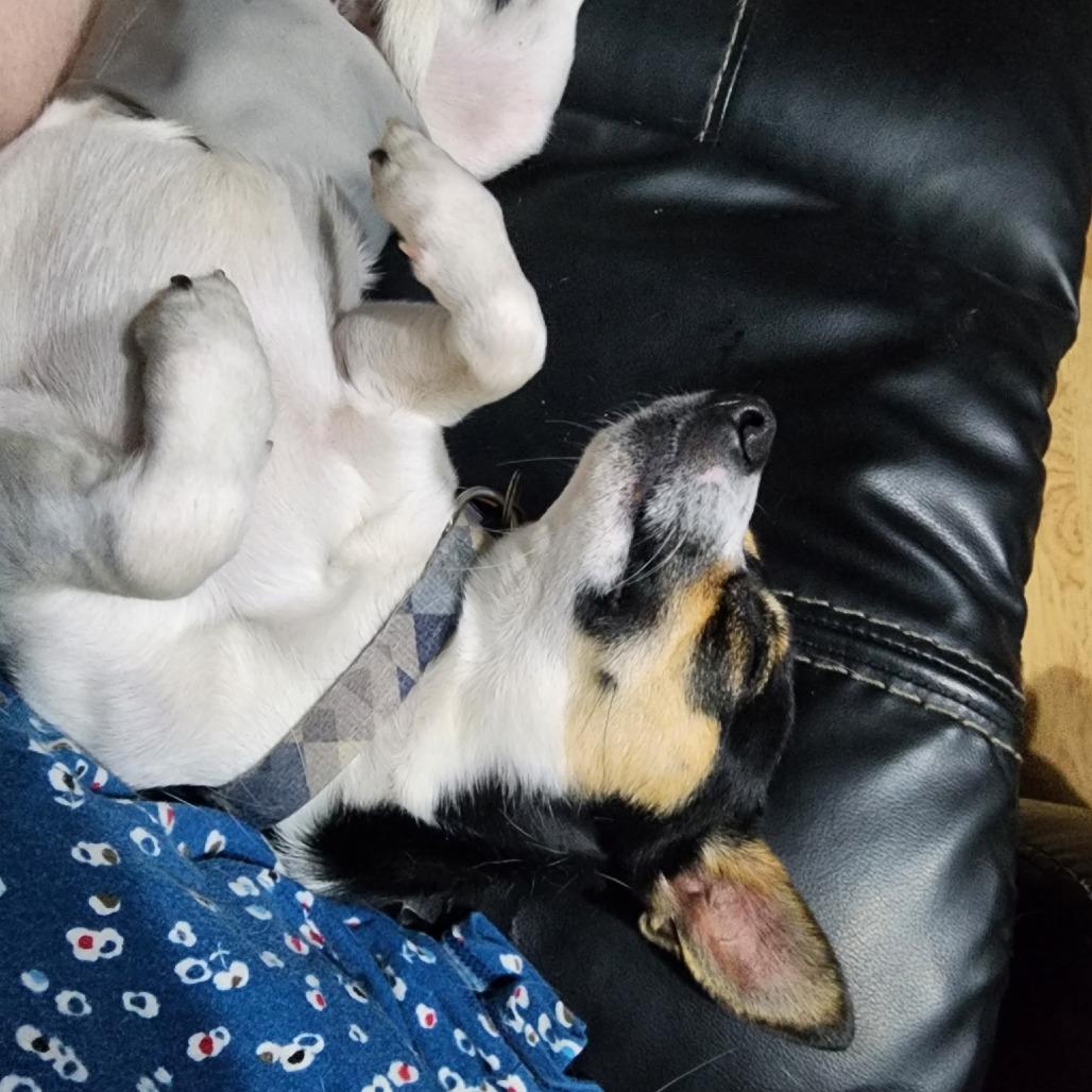 Chico, Adoptable, Adult Male Chihuahua.