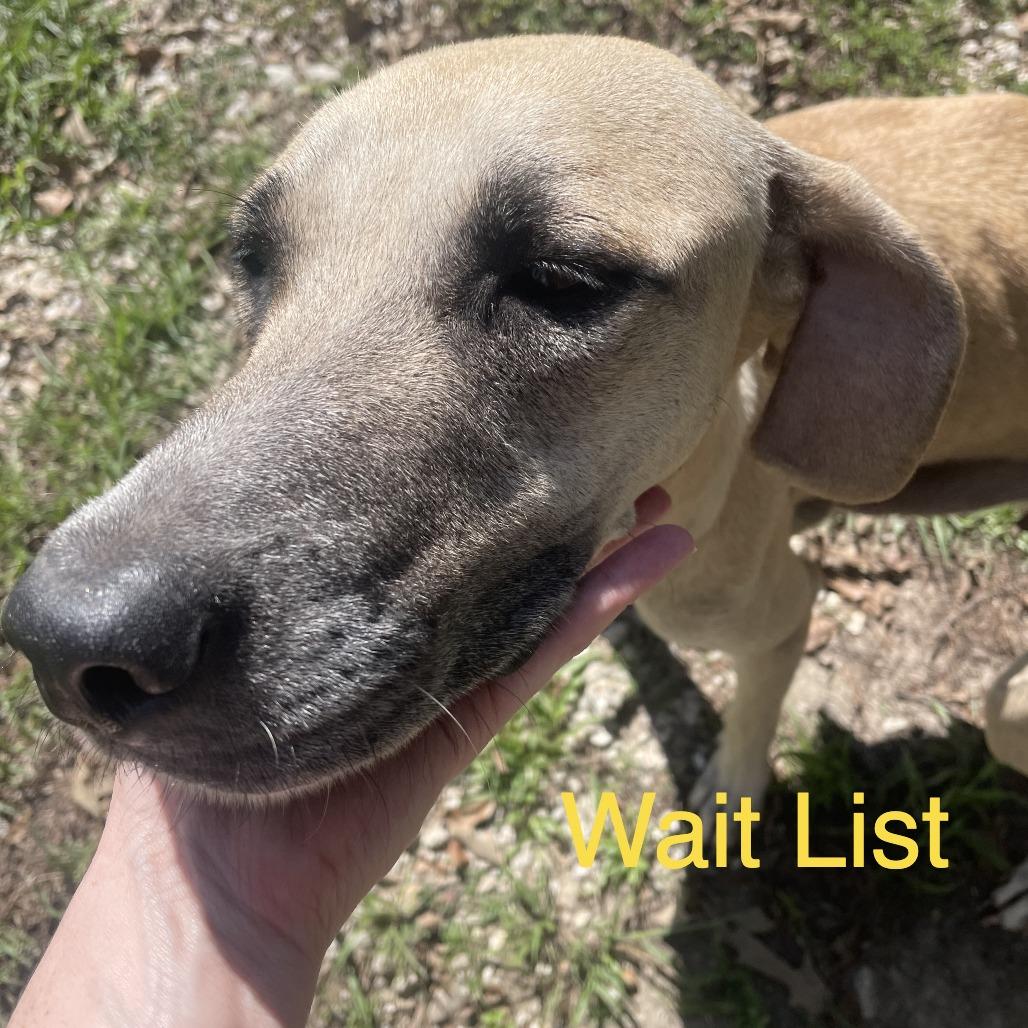 Roothie, Adoptable, Adult Female Mixed Breed.