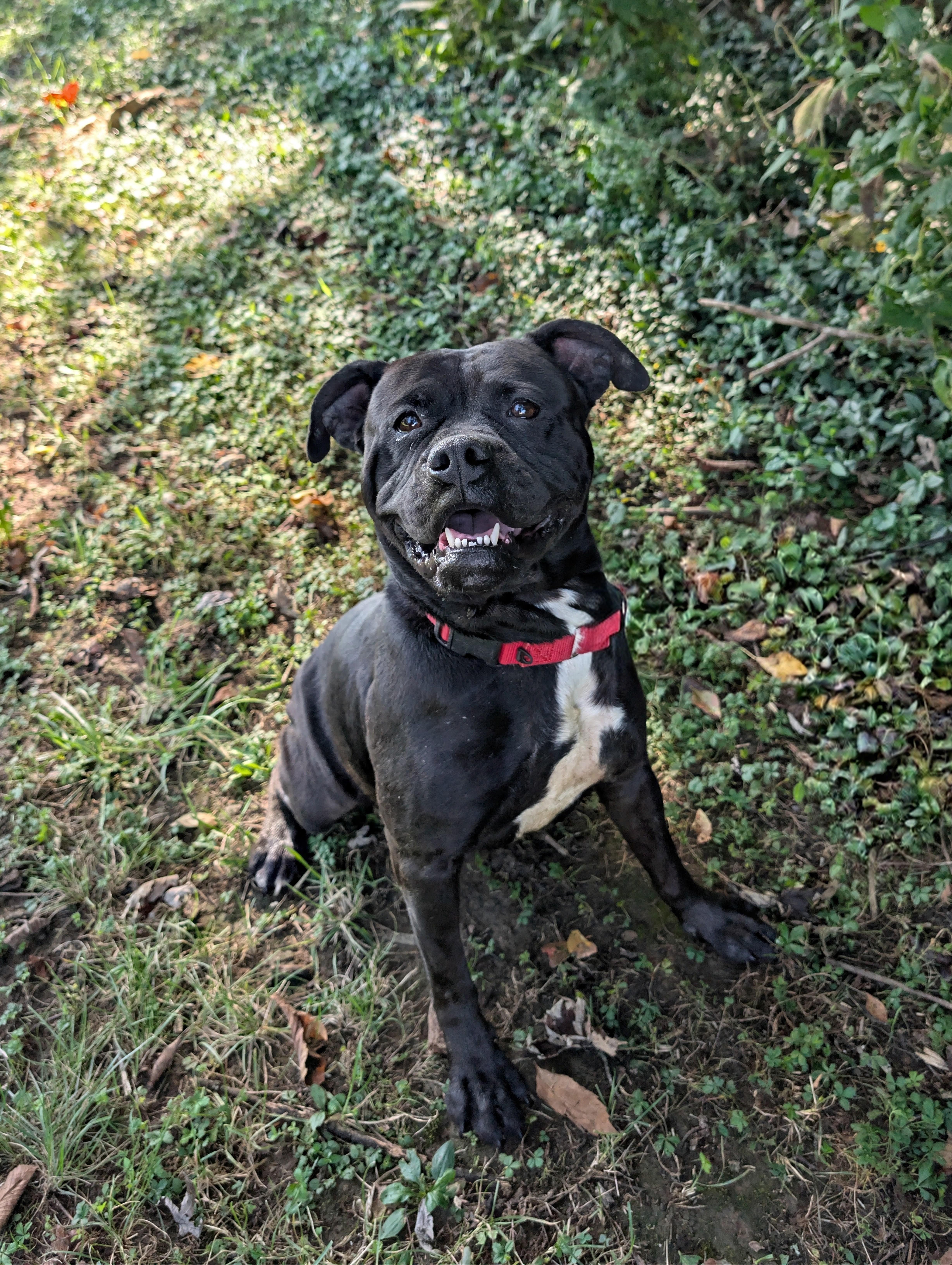 Ruth, Adoptable, Adult Female Boxer.