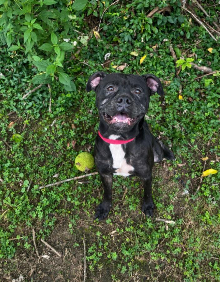 Enlarge Ruth, a ADOPTABLE mixed breed in Maysville, KY image 1/1