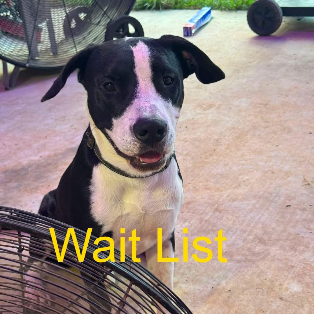 Buddy, Adoptable, Young Male Bull Terrier & English Bulldog.