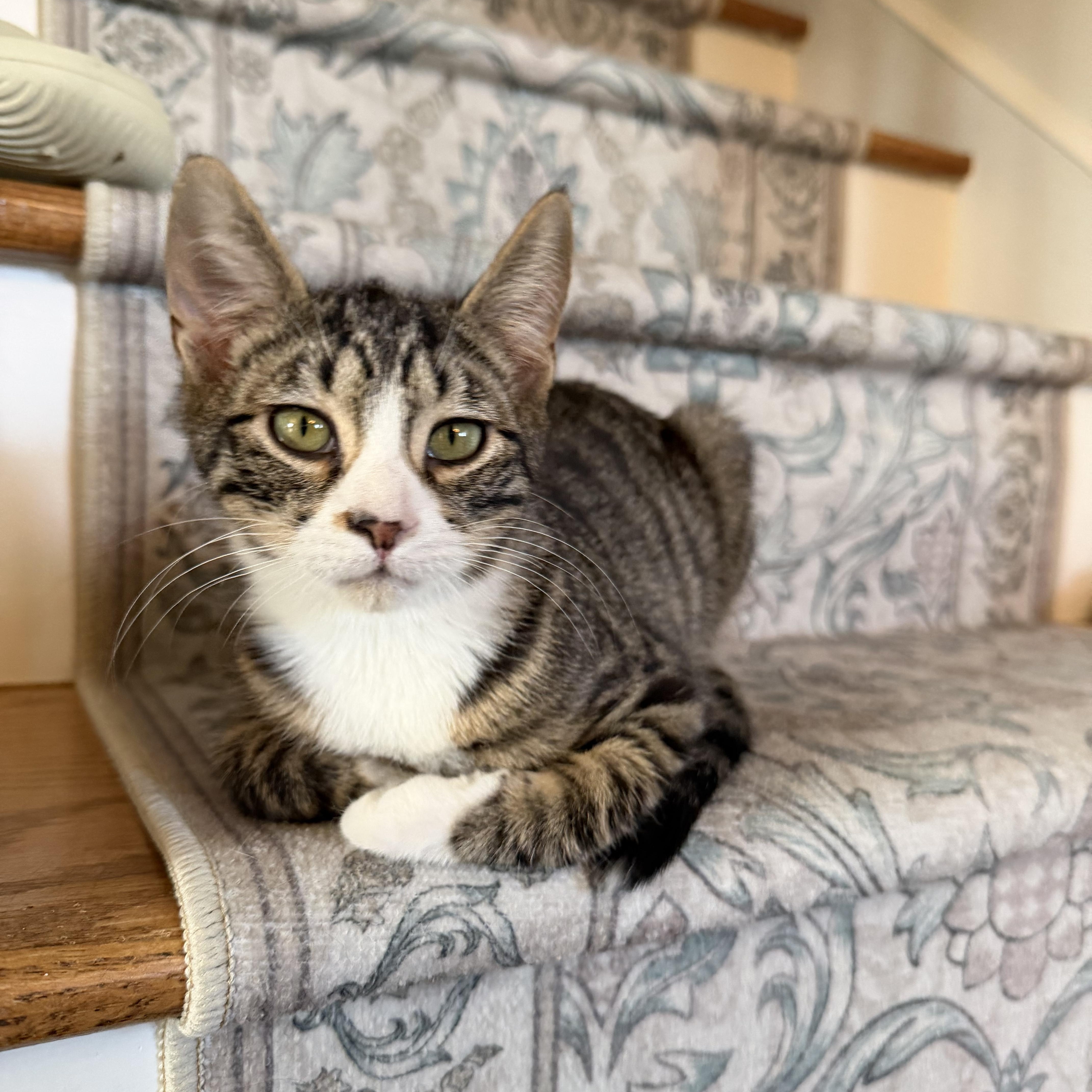Enlarge Relic, an adopted Tabby in Brick, NJ image 1/5