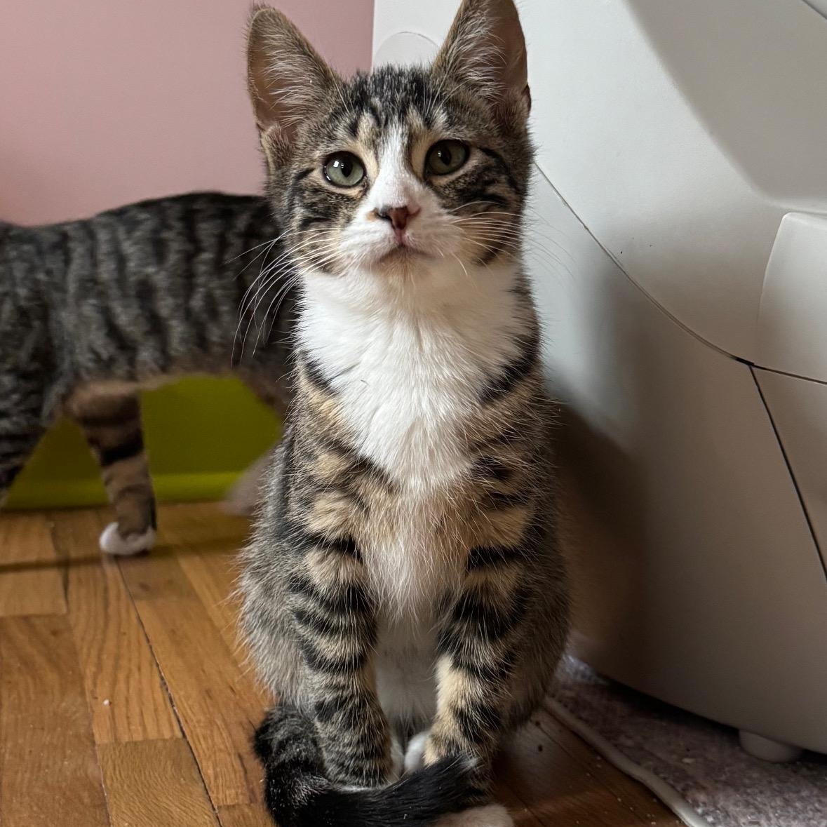 Relic, ADOPTABLE, Kitten Female Tabby.