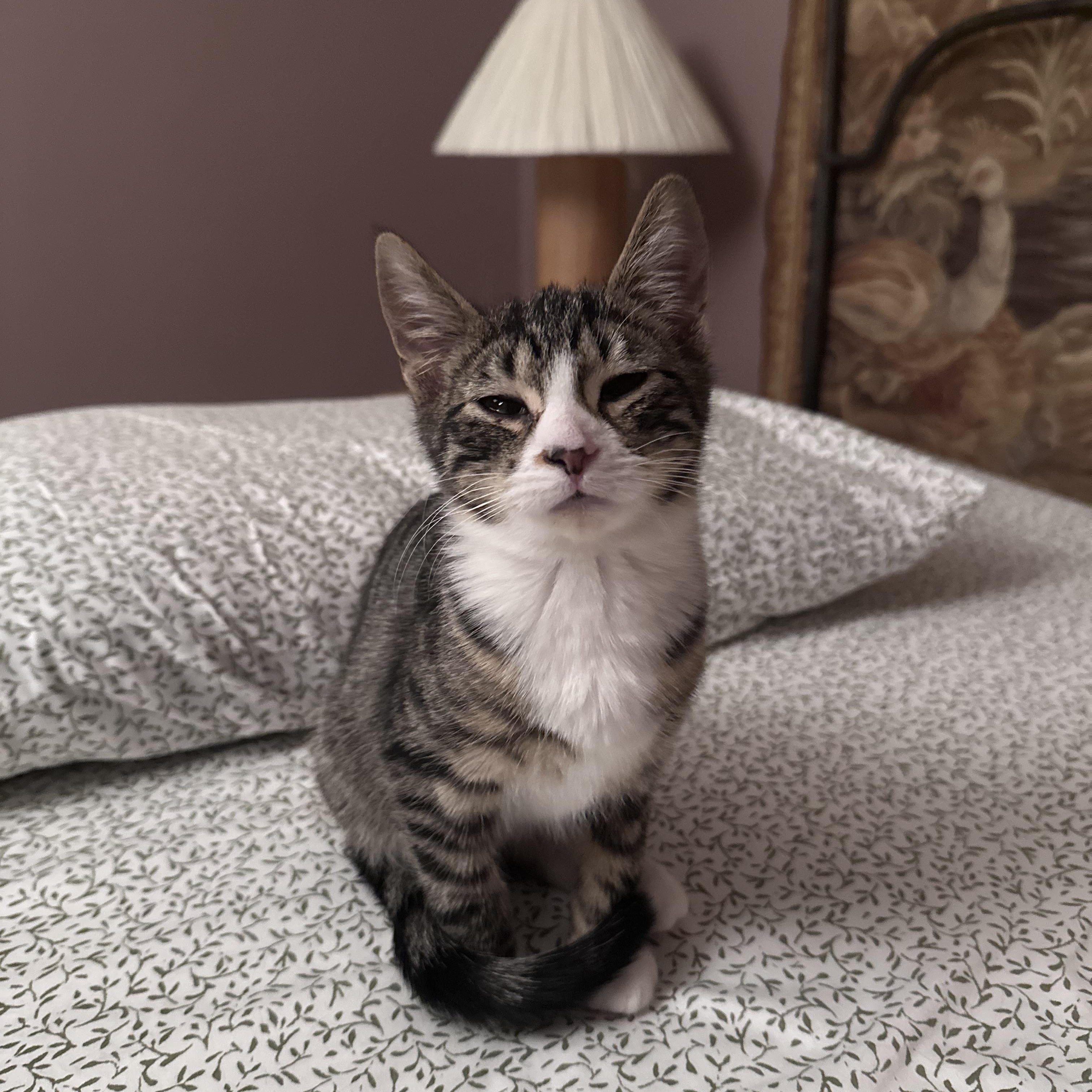 Enlarge Relic, an adopted Tabby in Brick, NJ image 3/5