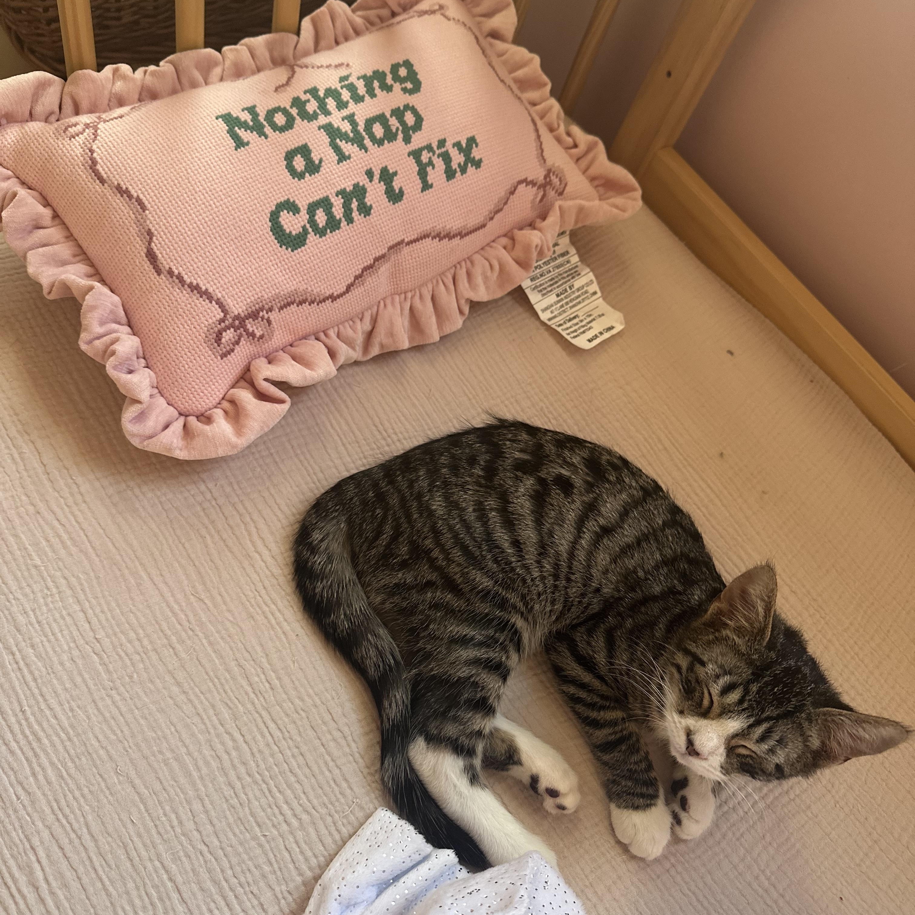 Enlarge Relic, an adopted Tabby in Brick, NJ image 4/5