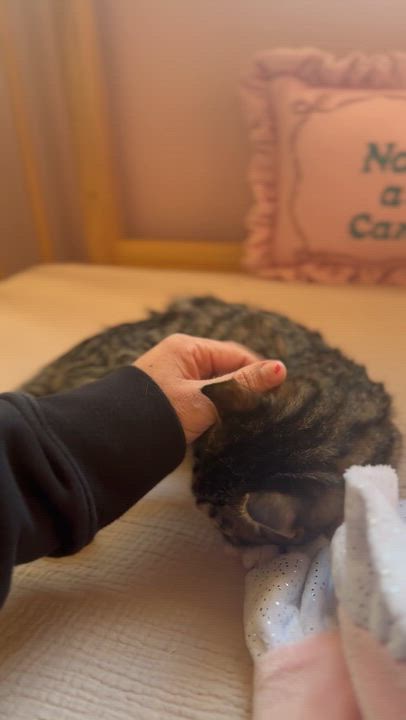 Enlarge Relic, an adopted Tabby in Brick, NJ video 5/5