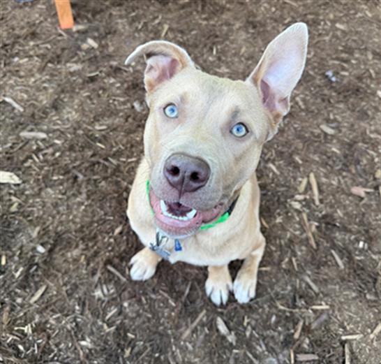 GMAIL, Adoptable, Young Male Pit Bull Terrier.