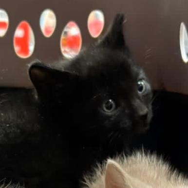 Vader F-21685, a Adoptable Domestic Short Hair in Oklahoma City, OK image 1/2