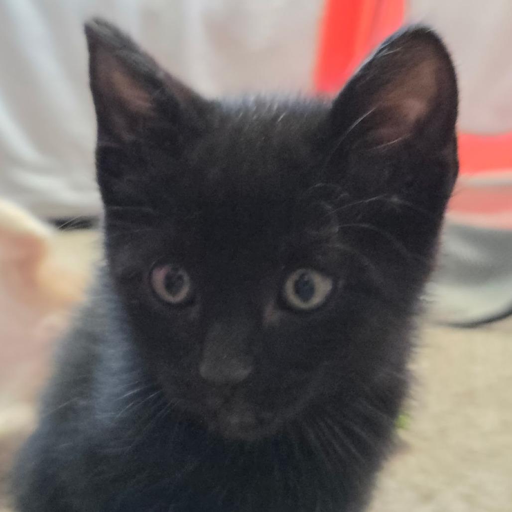 Vader F-21685, a Adoptable Domestic Short Hair in Oklahoma City, OK image 2/2
