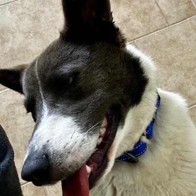 Enlarge Dax, a Adoptable Mixed Breed in Poplar Bluff, MO image 1/3