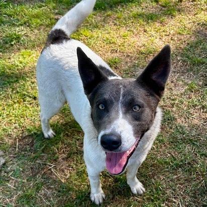 Enlarge Dax, a Adoptable Mixed Breed in Poplar Bluff, MO image 2/3