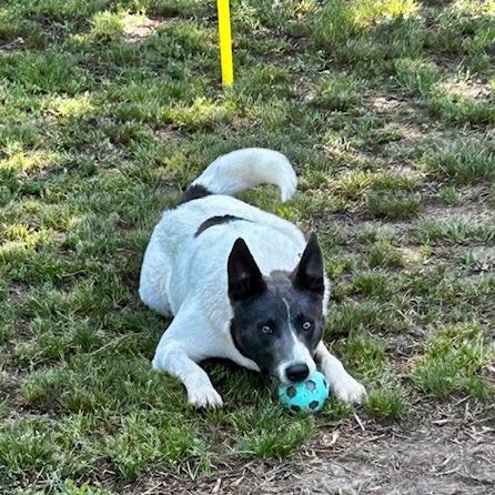 Enlarge Dax, a Adoptable Mixed Breed in Poplar Bluff, MO image 3/3