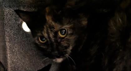 Sweetheart — thumbnail 2