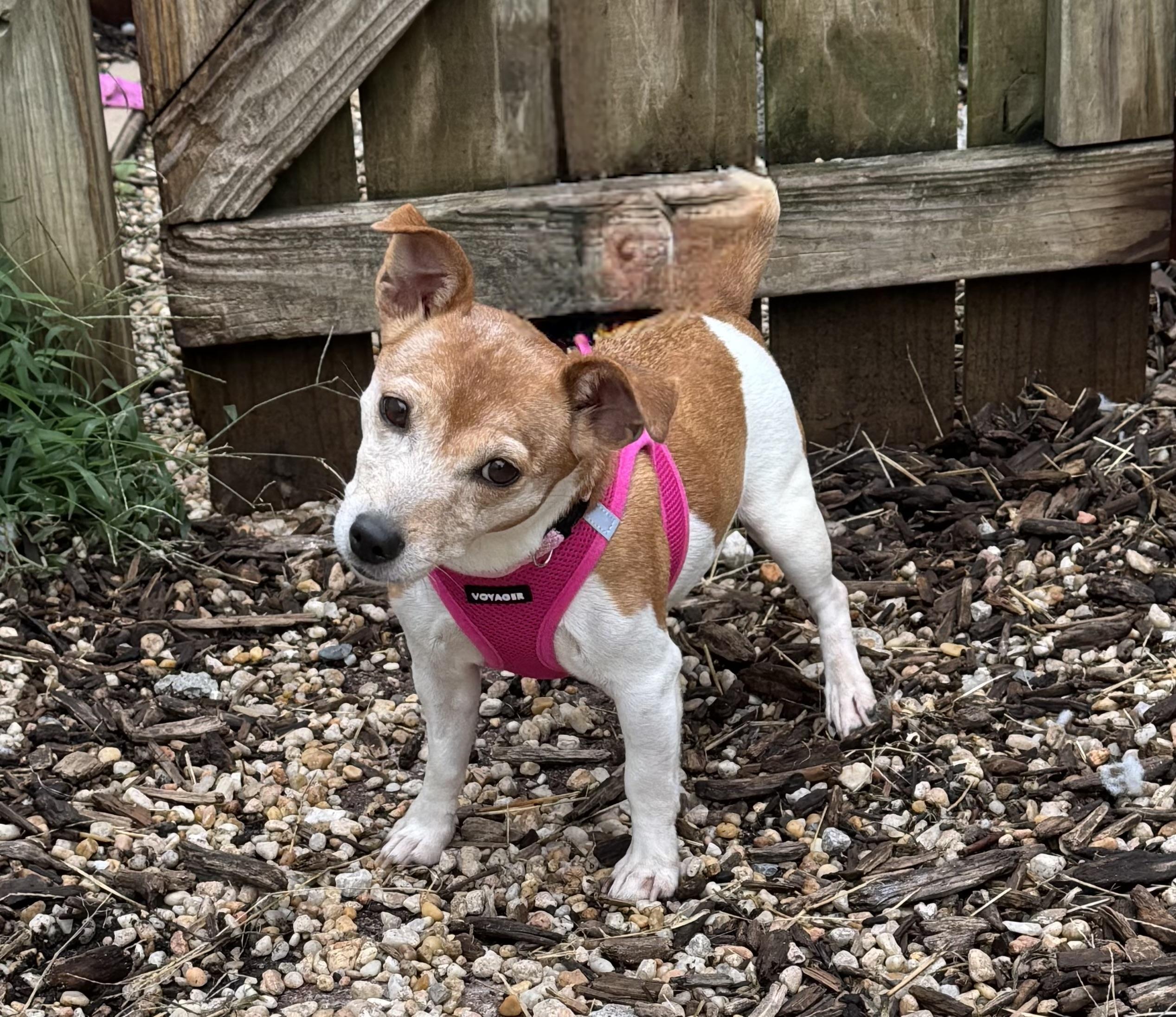 Remy, Adoptable, Senior Female Jack Russell Terrier.