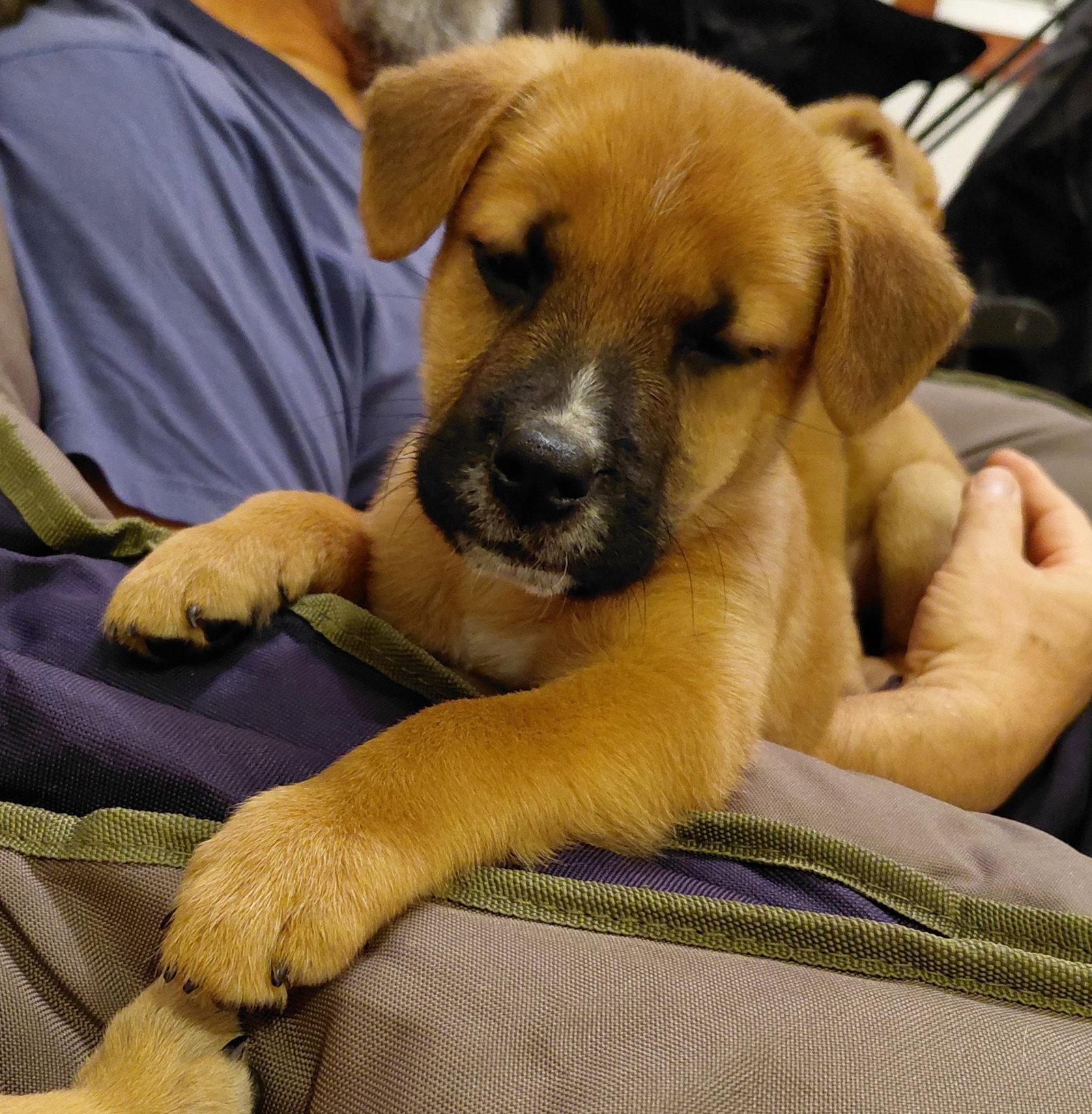 Sheldon - Big Bang Litter, a Adopted German Shepherd Dog in Holly Springs, NC image 1/3