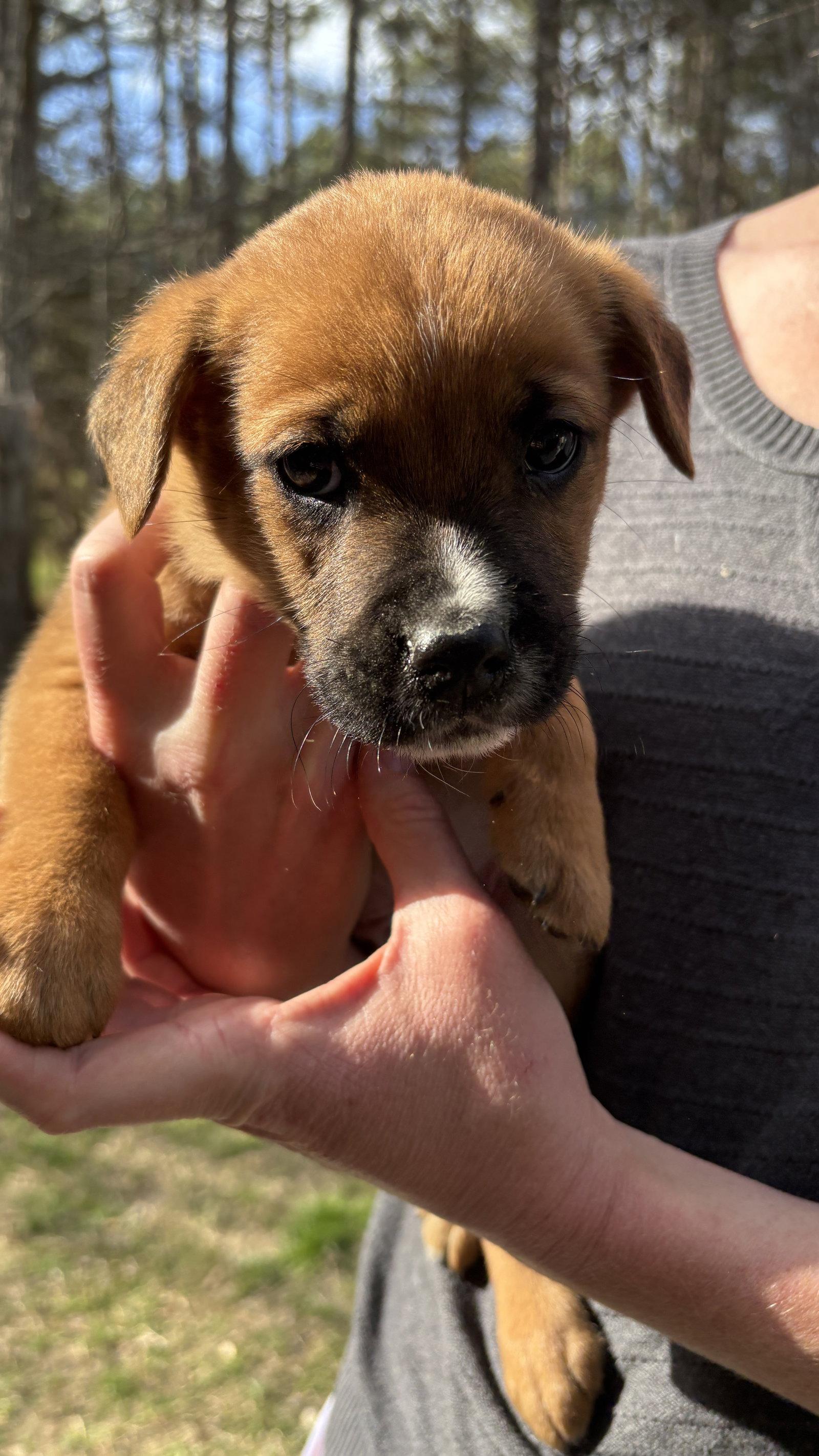 Sheldon - Big Bang Litter, a Adopted German Shepherd Dog in Holly Springs, NC image 2/3