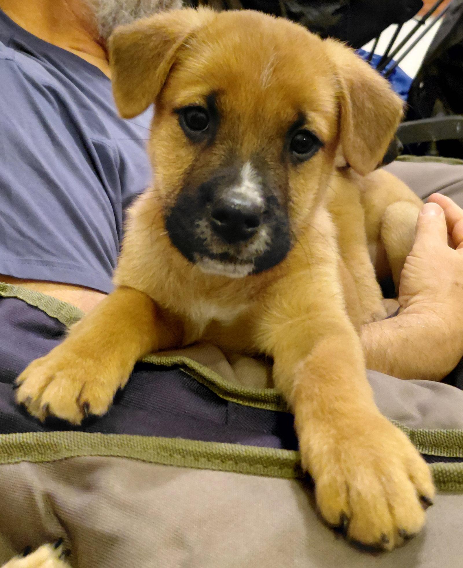 Sheldon - Big Bang Litter, a Adopted German Shepherd Dog in Holly Springs, NC image 3/3