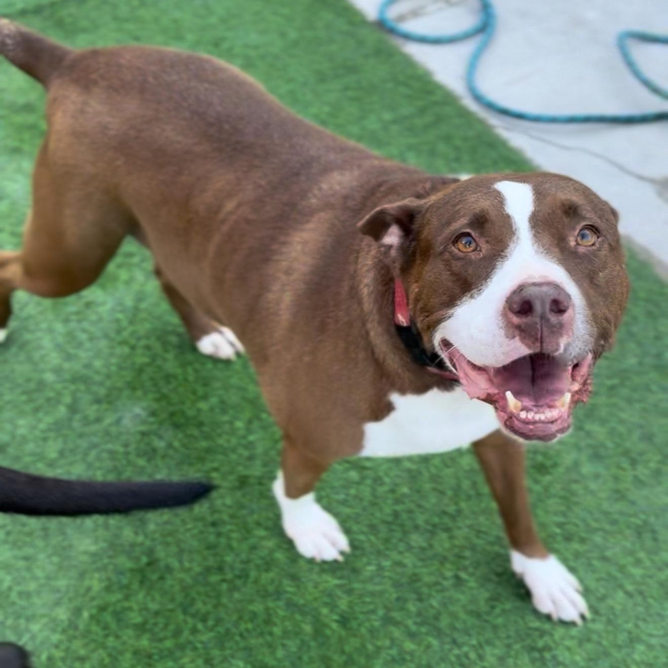Enlarge Queen Bessie, a Adoptable mixed breed in Christiana, DE image 3/5