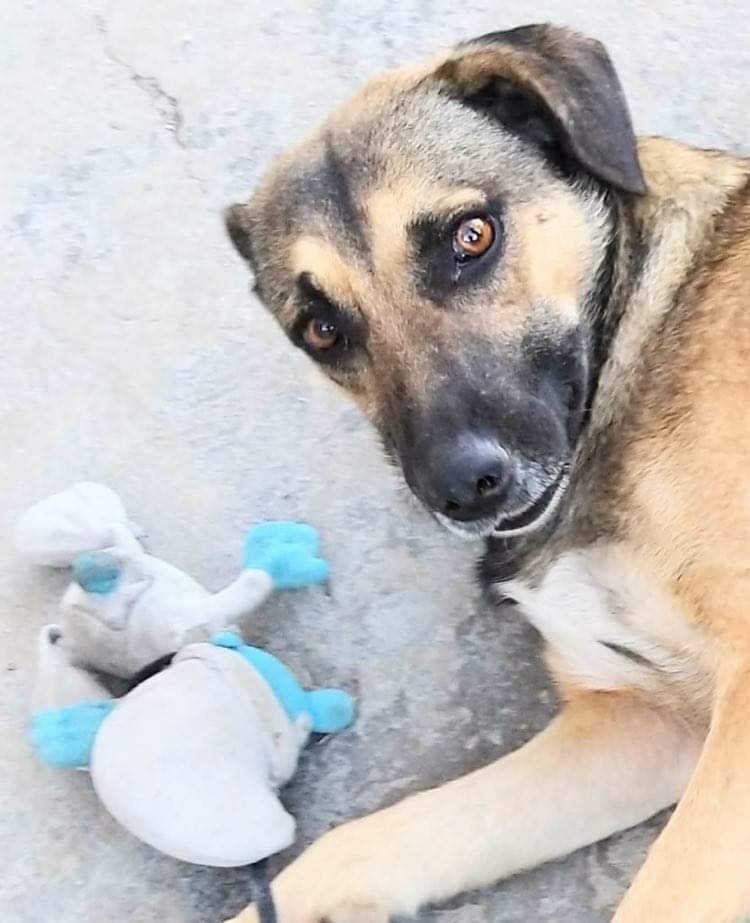 Zague, Adoptable, Adult Male German Shepherd Dog & Black Mouth Cur.