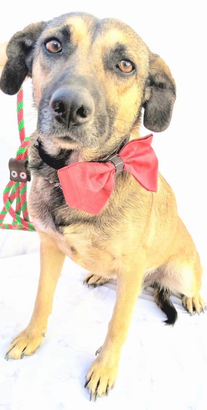 Zague, Adoptable, Adult Male German Shepherd Dog & Black Mouth Cur.