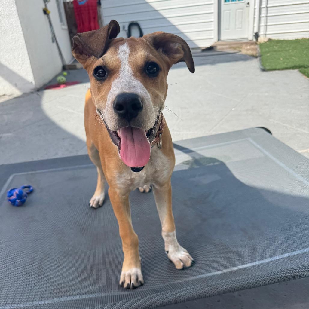 Lara, a Adoptable mixed breed in Seminole, FL image 1/5