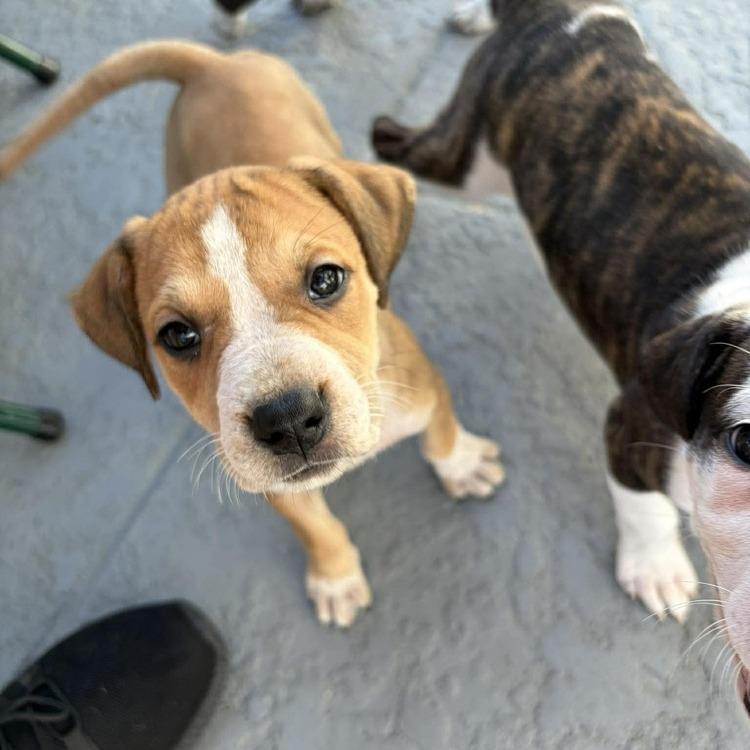 Enlarge Lara, a Adoptable mixed breed in Seminole, FL image 2/6