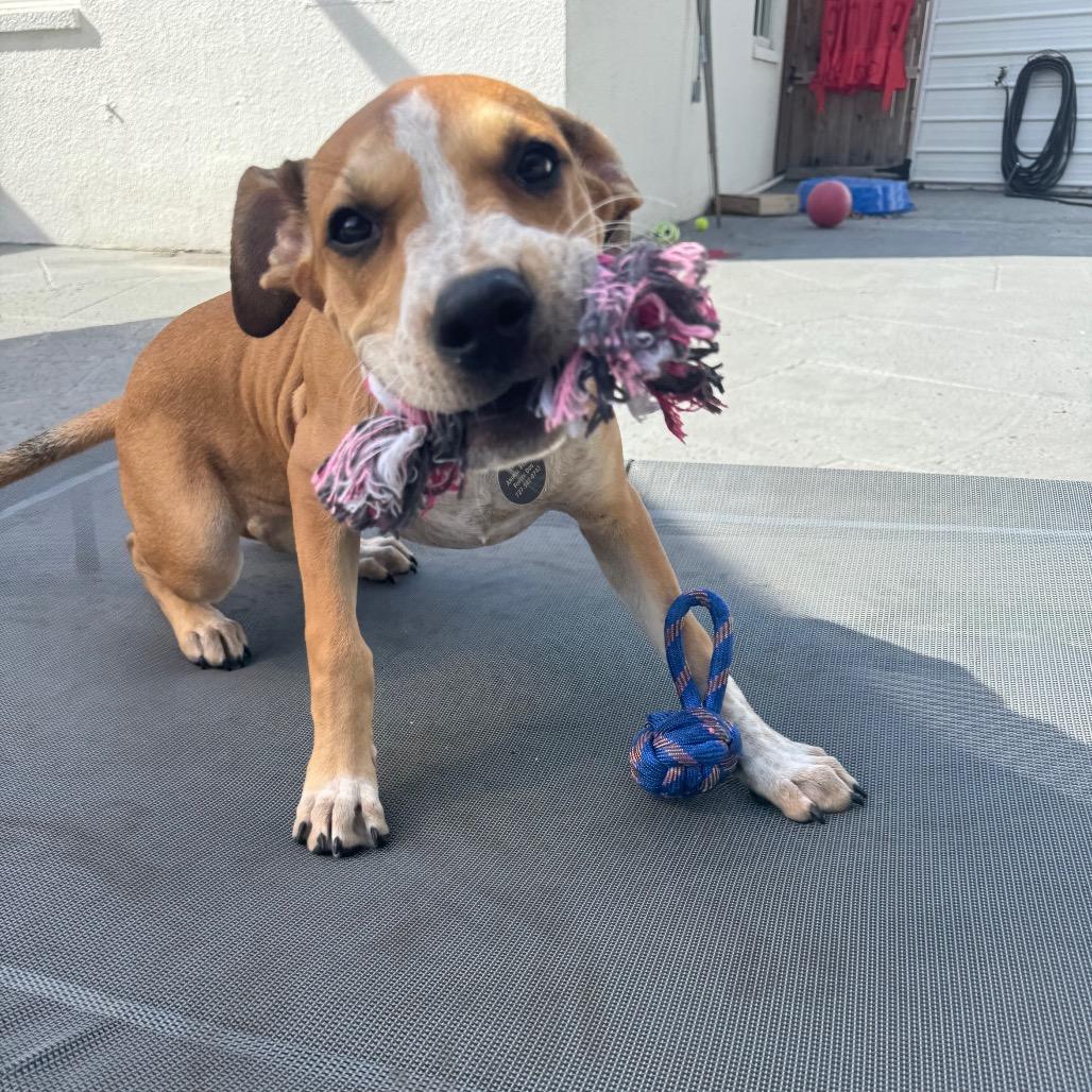 Lara, a Adoptable mixed breed in Seminole, FL image 2/5