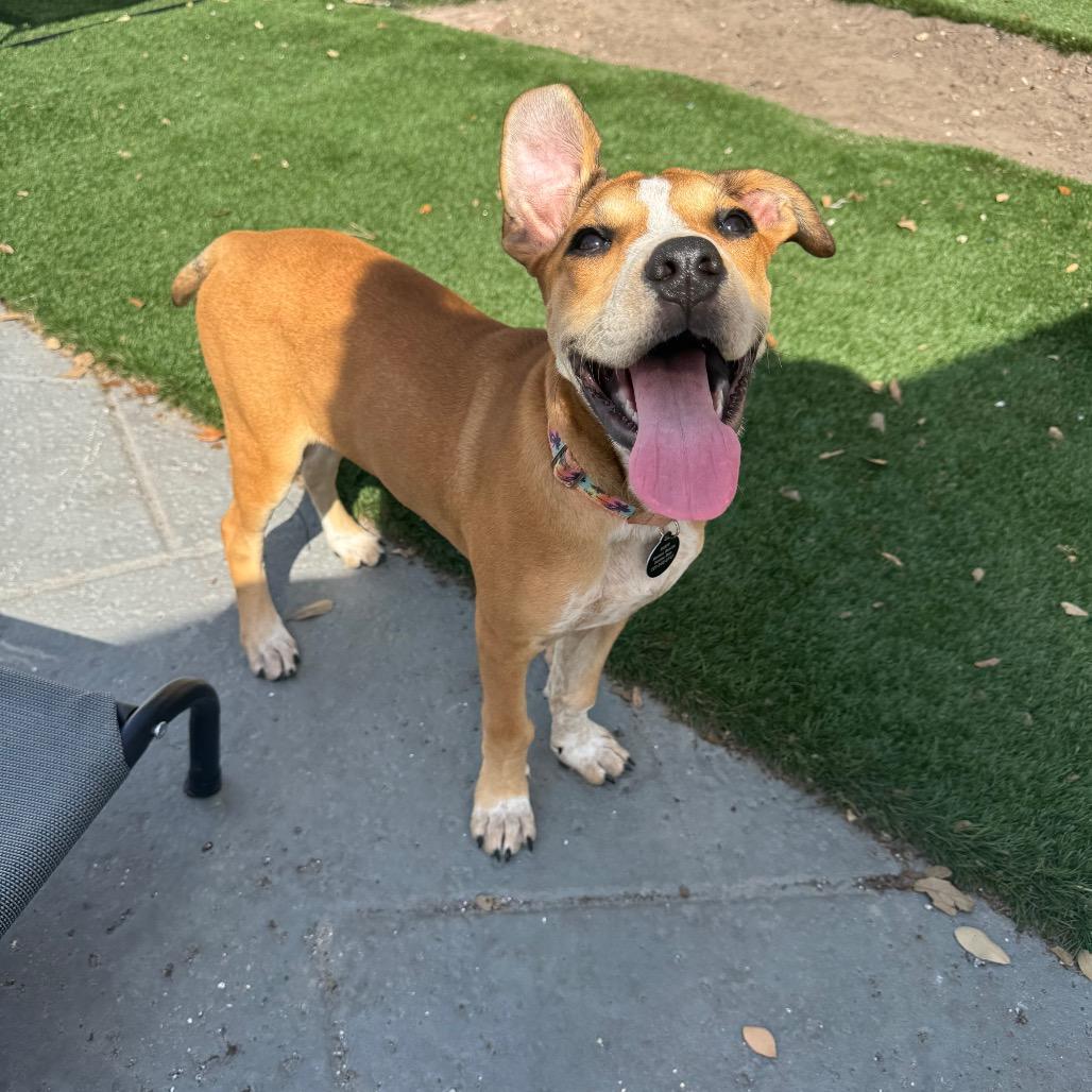 Lara, a Adoptable mixed breed in Seminole, FL image 3/5