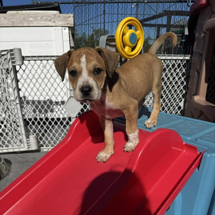 Enlarge Lara, a Adoptable mixed breed in Seminole, FL image 3/6