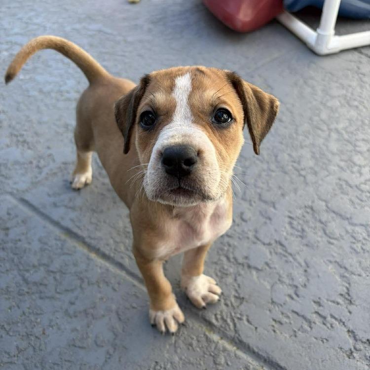 Enlarge Lara, a Adoptable mixed breed in Seminole, FL image 4/6