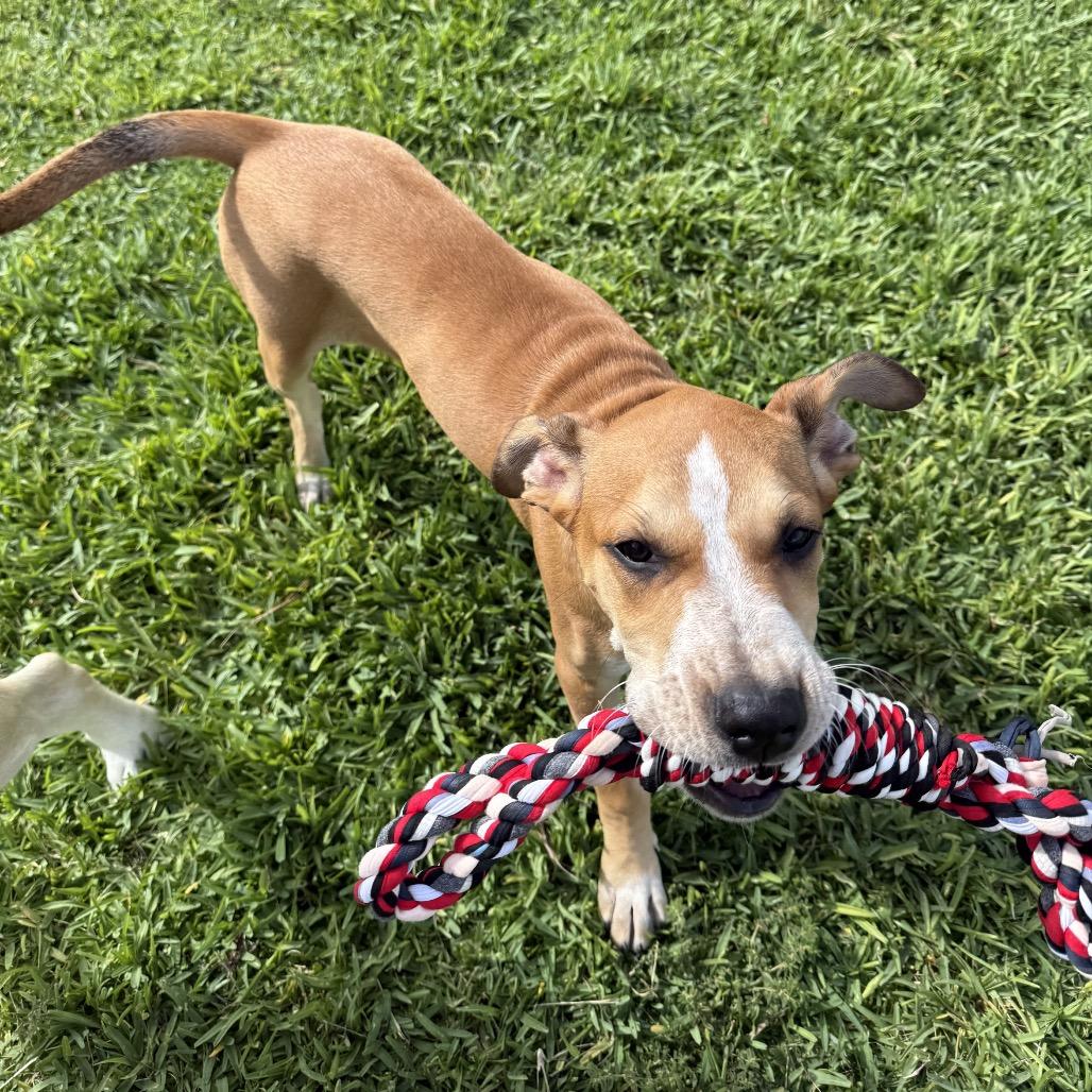 Lara, a Adoptable mixed breed in Seminole, FL image 4/5