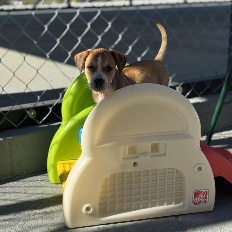 Enlarge Lara, a Adoptable mixed breed in Seminole, FL image 5/6