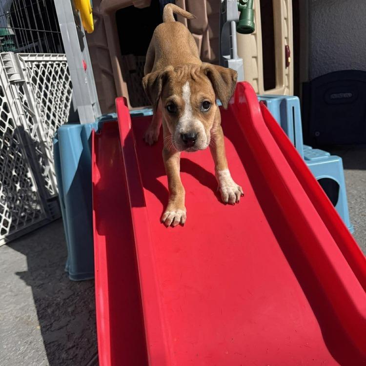 Enlarge Lara, a Adoptable mixed breed in Seminole, FL image 6/6