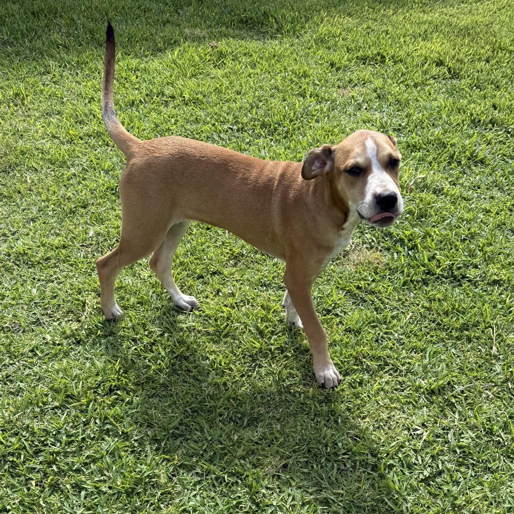 Lara, a Adoptable mixed breed in Seminole, FL image 5/5