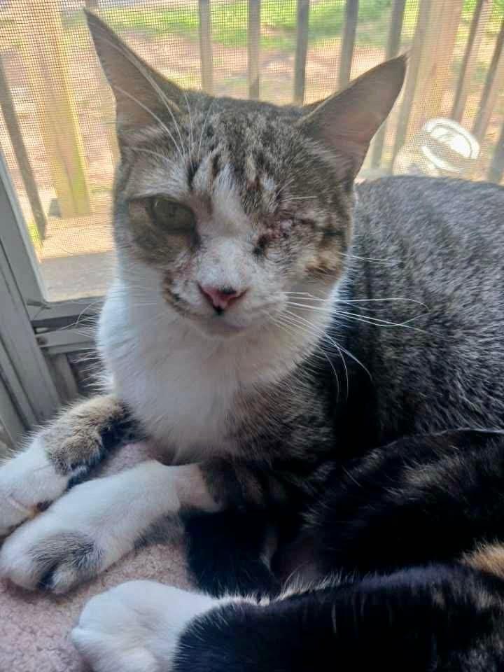 Enlarge Newberry, an adopted Domestic Short Hair in LITTLE MOUNTAIN, SC image 1/1
