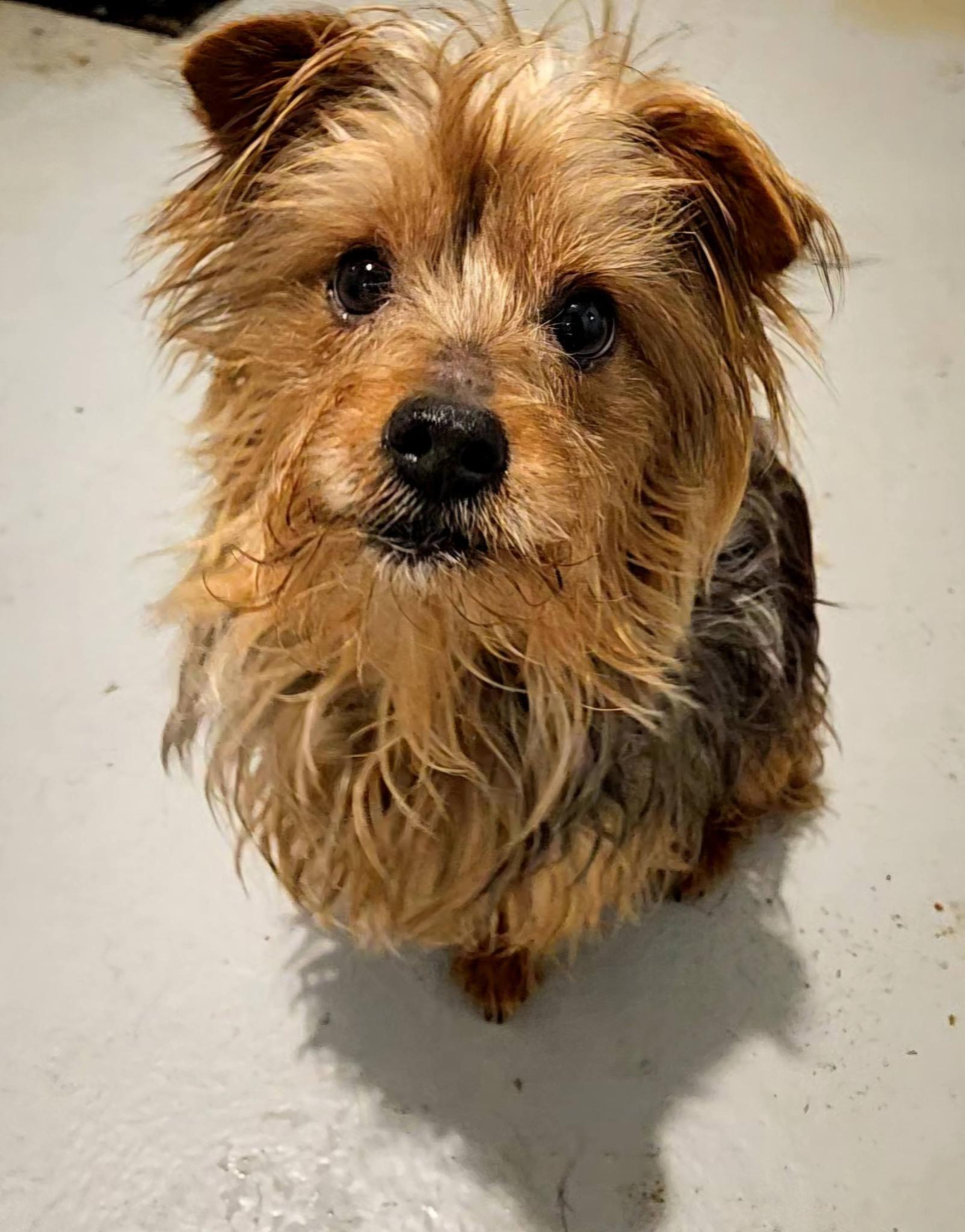 Enlarge Buster Brown, an adopted Yorkshire Terrier in Hoopeston, IL image 1/3
